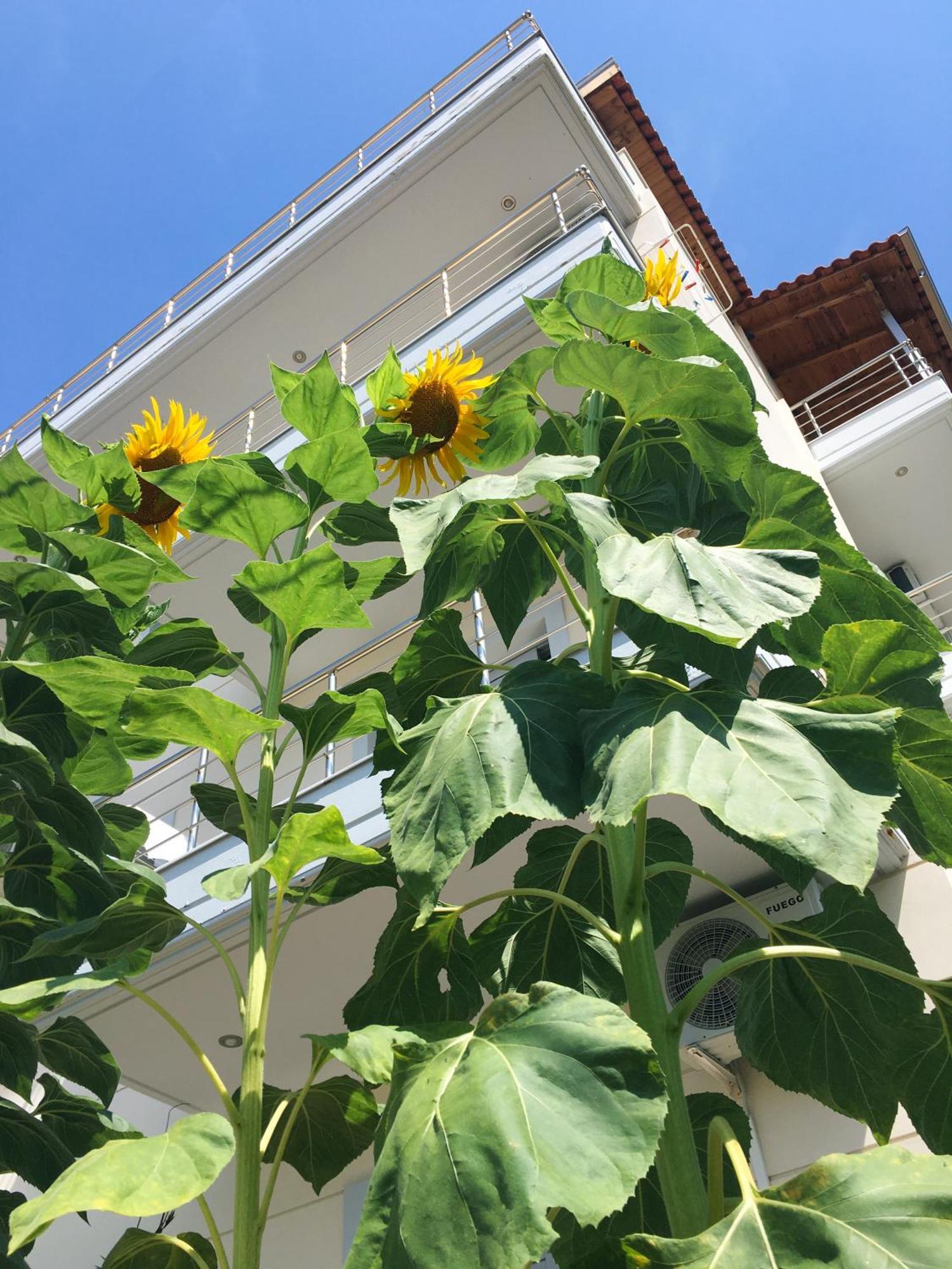 Sunflower Himara Dış mekan fotoğraf