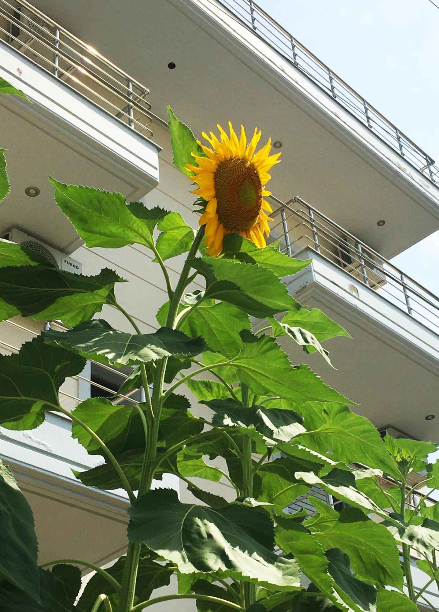 Sunflower Himara Dış mekan fotoğraf